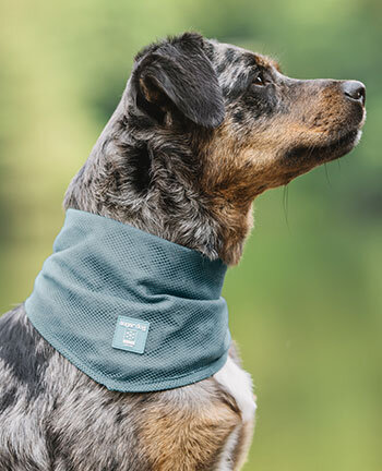 Accessoires fr Hunde