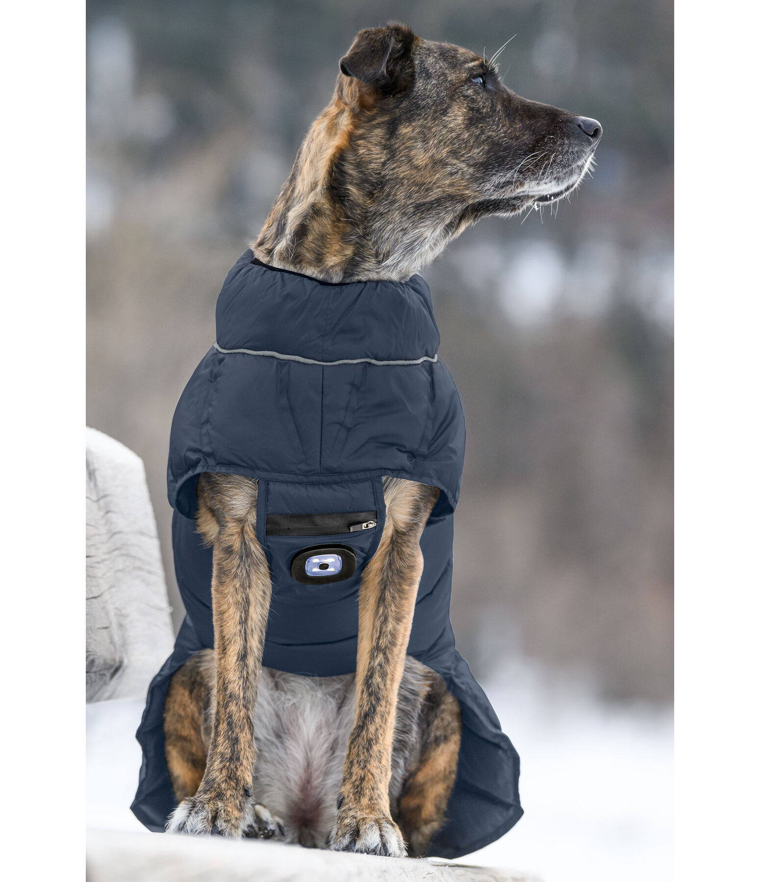 LED-Hunde-Steppjacke Arlo, 300 g